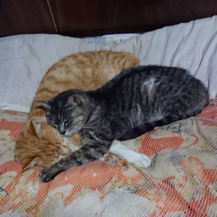 E8e64cdf 088e 45f2 aecf 88b4b587d1d9 1585574237388