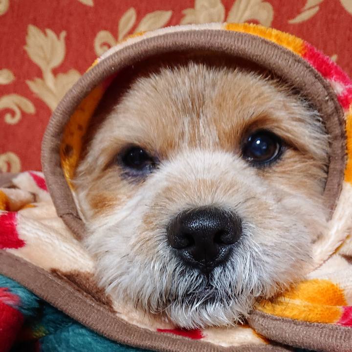 E8e68c0f 012f 40e7 8480 10b85bddb0da 1579343286041