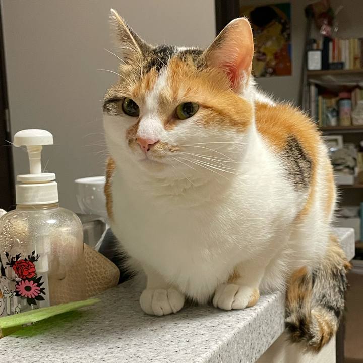 E8e7d3c2 a02b 489a 9b1a ae6b18bb974b 1616934674305