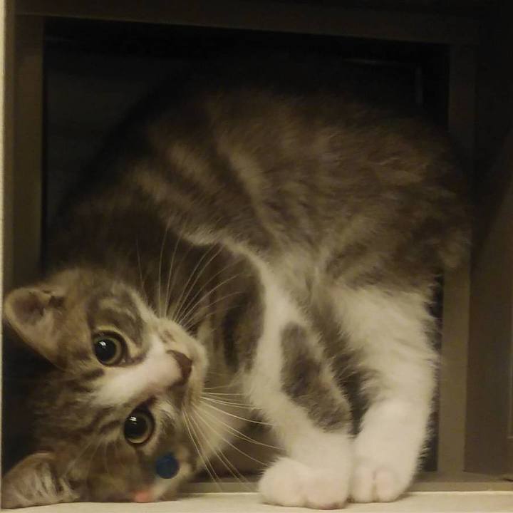 E8ea082c d378 4c85 9ae4 fff5262c5e54 1561730802447