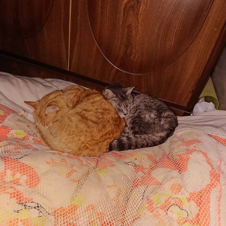 E8ea3143 73eb 498f 8182 f21ee5d10a14 1586972941450