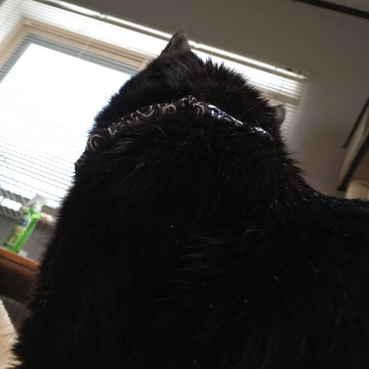 E8ea3ba0 372e 4e98 b0ae 057185e4cf17 1548455987532