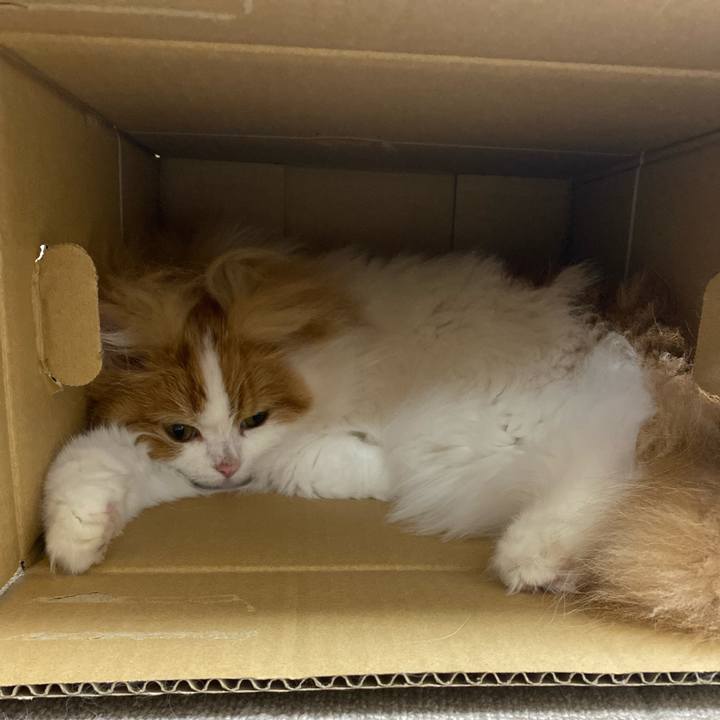 E8ea4fcf 2911 442a 987d 10264ebbe3ef 1748825528040