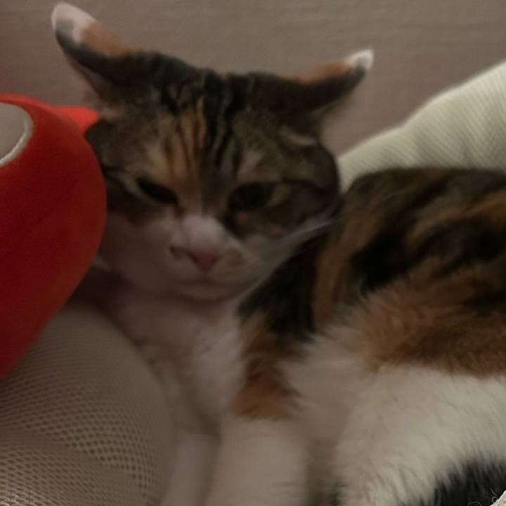 E8eb623a a494 40ae 9d08 ecdfbacd7603 1762874636969