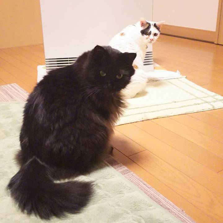 E8ed9723 7dbb 45af 8d20 de77a23e1c52 1514111683985