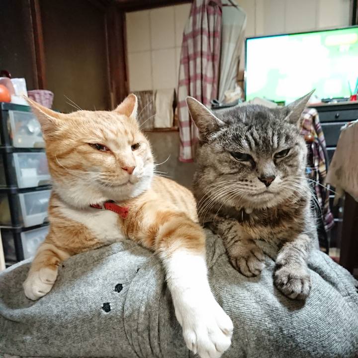 E8efb972 7e53 415a 99ee aef41ff5b8e9 1575454653893