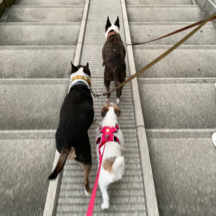 E8f252eb 5ef9 44ee 954c de5ac66e0a2d 1567942425409