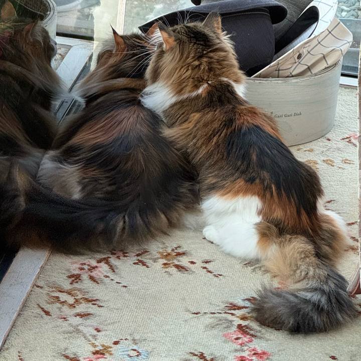 E8f32e6f f872 45fe 896f 1e15fd35be95 1774239748392