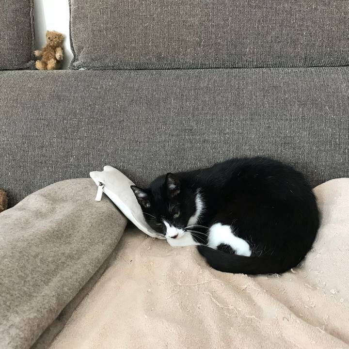 E8f52c96 f240 43e7 9d43 4cbbed2fb0bd 1514436036055