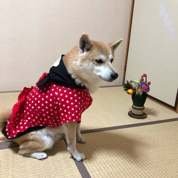 E8f6f13b ef1e 4e31 b115 b20f1e6930bc 1576140277241