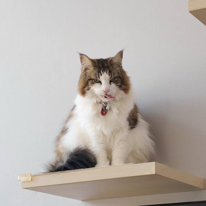 E8f97656 4ddb 4ad0 8b68 56c60921109e 1739947969888