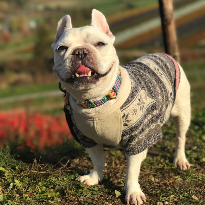 E8fb6645 f01a 49bc 8fd6 48657e74fd06 1508222546616