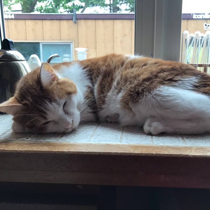 E8fc4344 3a76 446c b429 7ab6dc14bc68 1627778795215