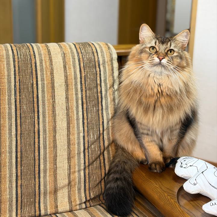 E8fdecdc 1220 431f 94af 304202038c12 1766443826841