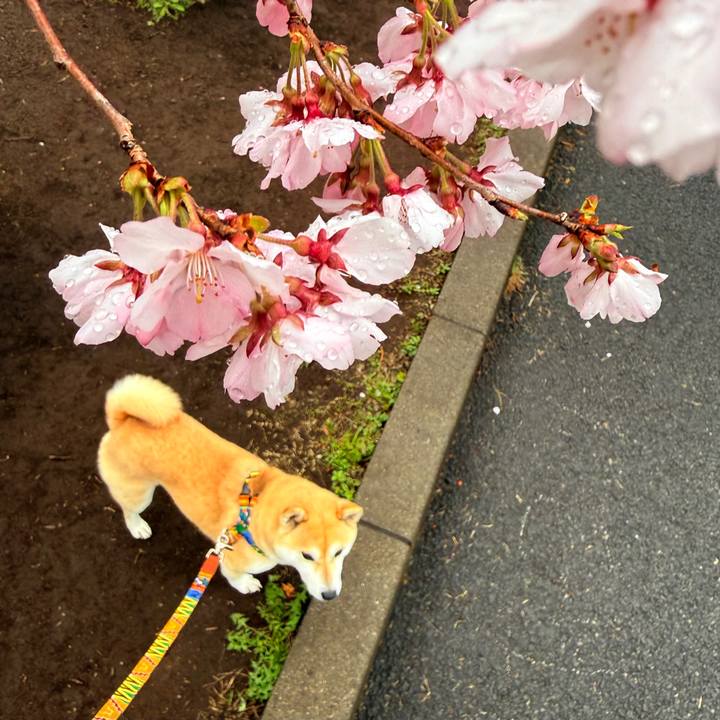 E8fea968 da09 4852 b42c 2d1b31ed16ea 1773972217502