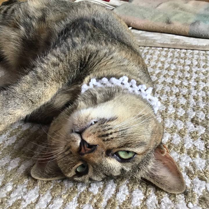 E8feef36 a395 4370 8b2b 204bf8813ffd 1596959067272