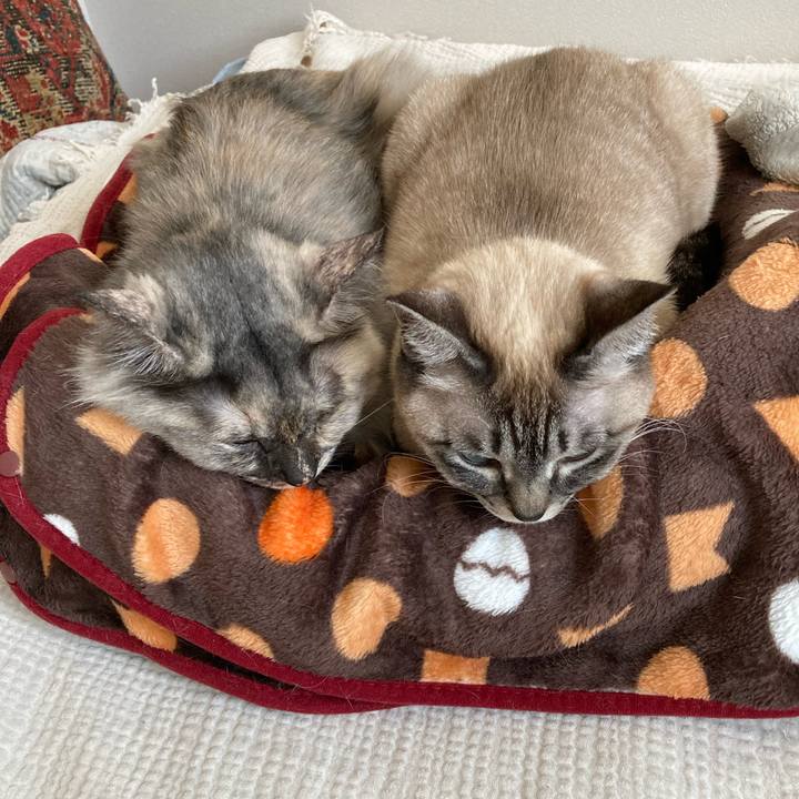 E900c6f8 b30d 4ff0 81e6 8245af0d79d1 1770264185362