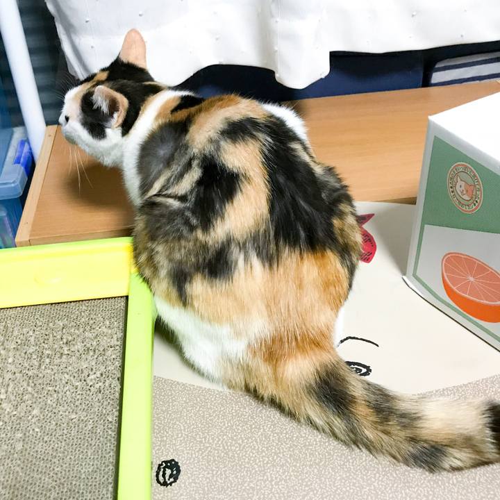 E902c75e 9111 45f7 a8fe 417748889bcd 1533168683882