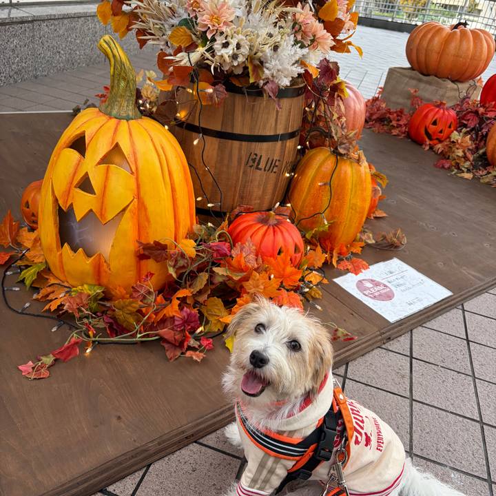 E9033e91 5932 49c1 8522 348f82019e4d 1761960924650