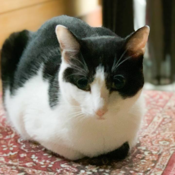 E90356ed 35b3 4f1f afc0 ff3ea7590284 1572657802627