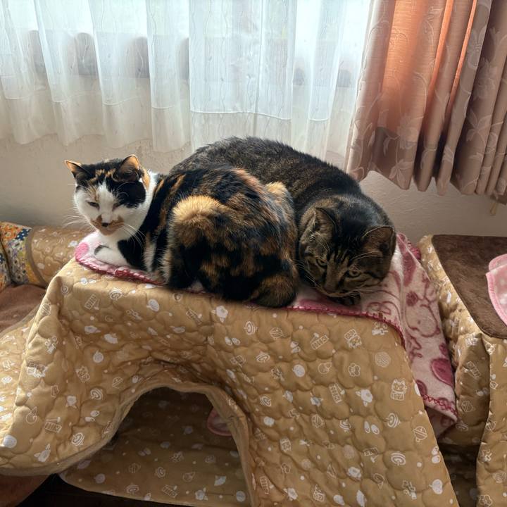 E90506ae 8e34 49e6 ae25 6903874491d4 1762432715829