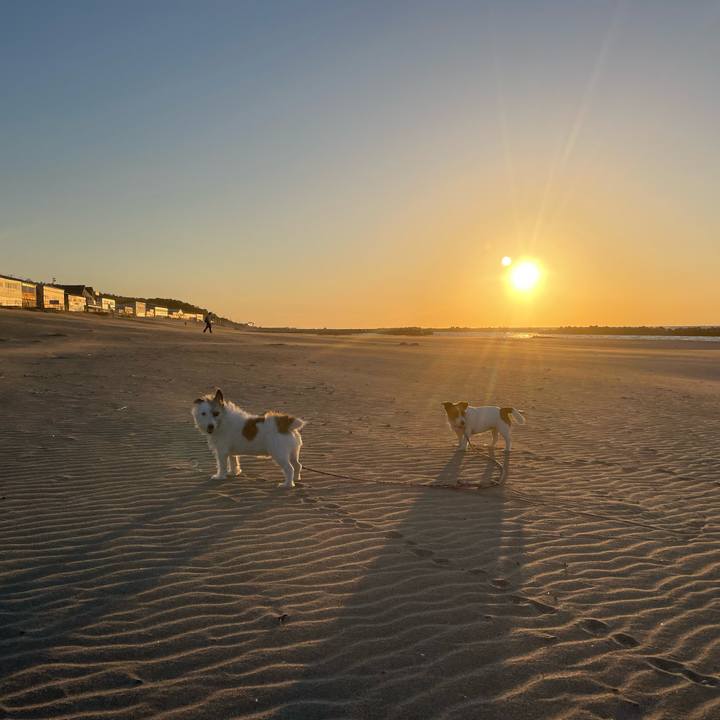 E9082e39 868d 417f b469 500df4ded809 1760517106377