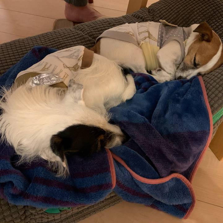 E90c38ca eef3 424a b94e fa19ed86e6a4 1575120451616