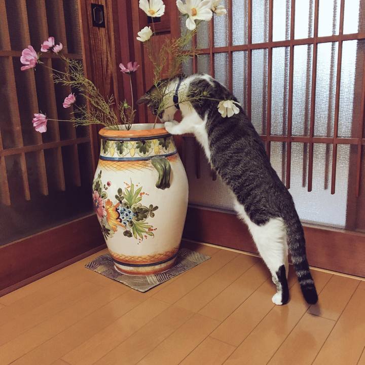 E90e3020 3aaa 488c bda6 9d3d1682ff45 1508227706118