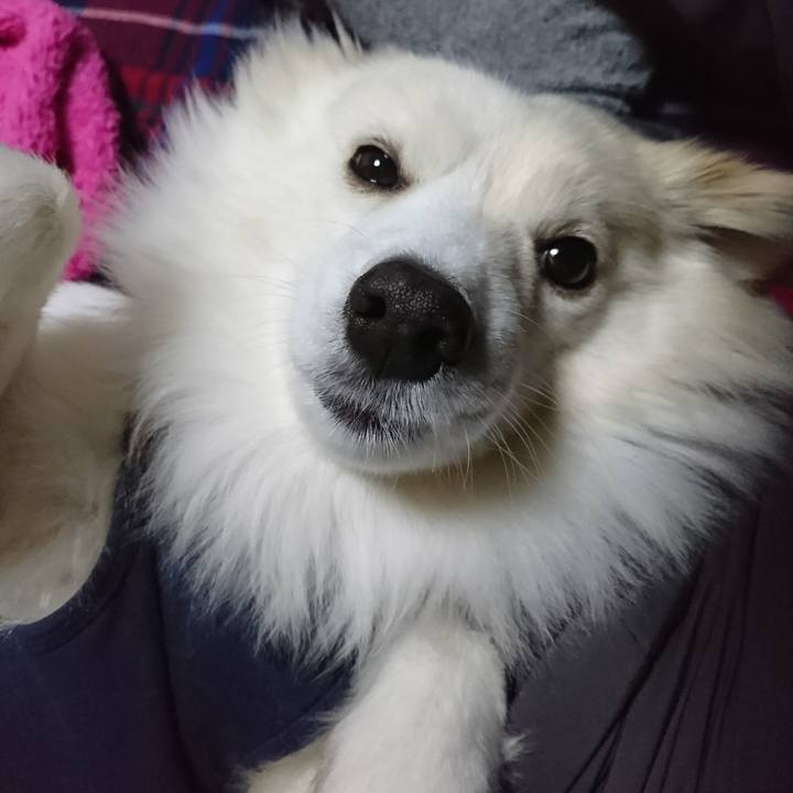 E913cb13 7c9b 43c0 86c4 c79bc27422f5 1516141585475