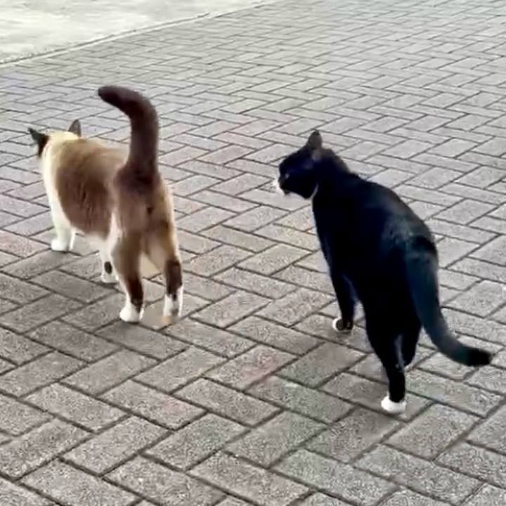 E9150df8 e352 4335 a470 c99151e8266d 1774789746817