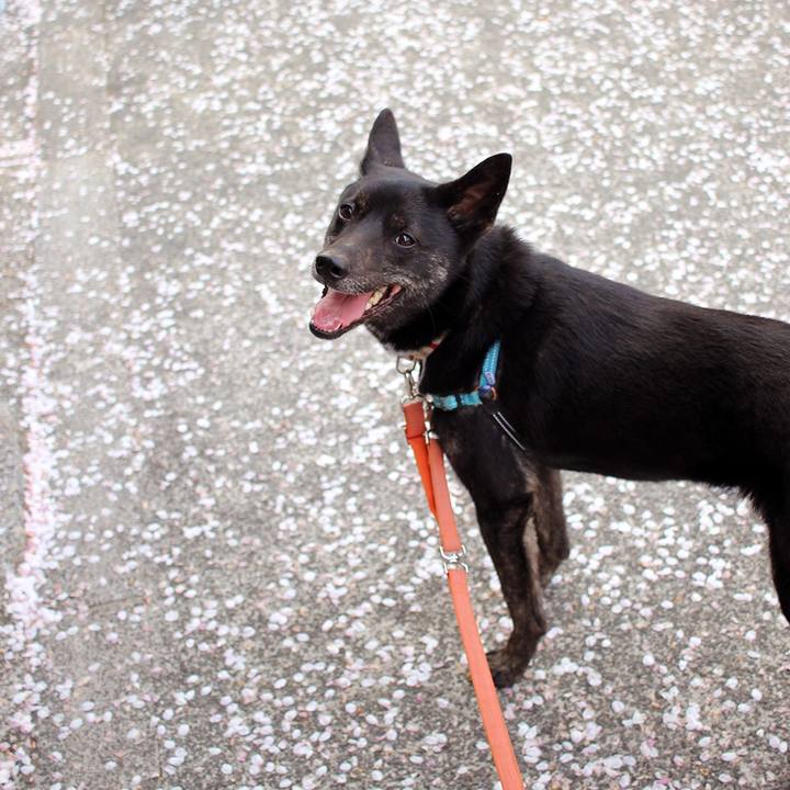 E915627d d273 451f a3dd f4f488236049 1523266299852