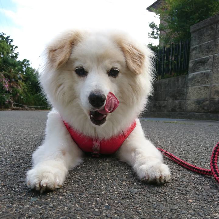 E917ba1e 297f 4064 b611 b58743b21c7d 1533008673475