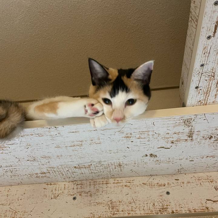 E9196cfc a766 4bd1 a8e8 ba702212ccbd 1670581247049