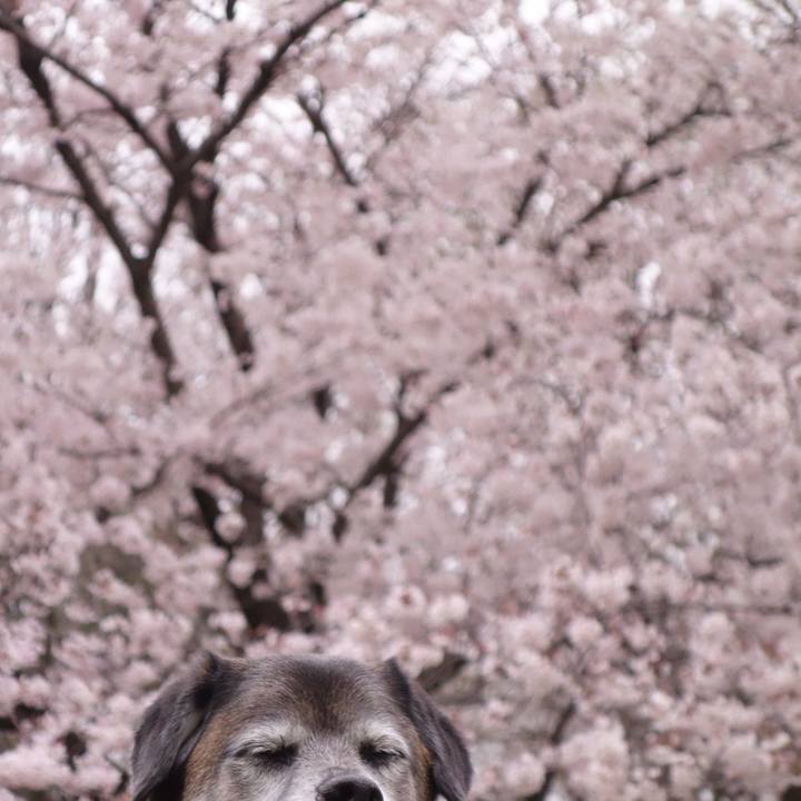 E919d4e2 8f1a 4b2a 8a32 cee4973b5e7f 1553909079330