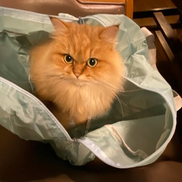 E91aa80f 0261 400f 8404 288f0f8f1a7a 1573003532196