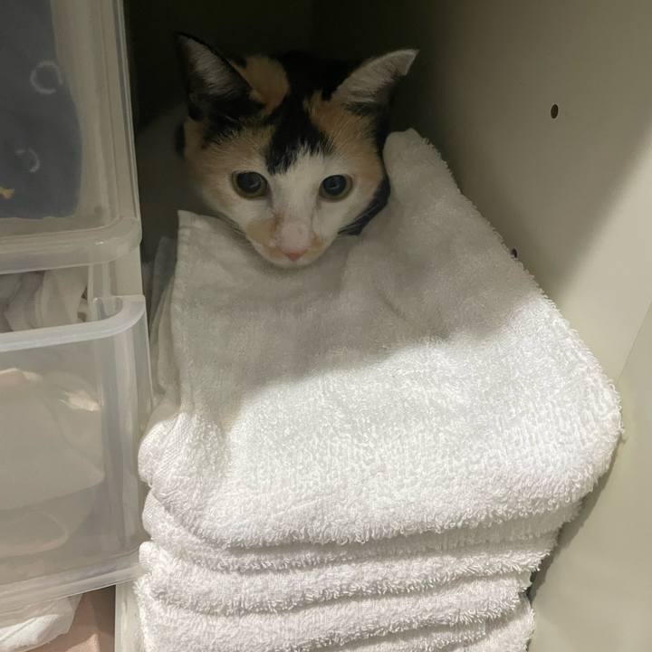 E91c4b3b 37a1 48e4 b56c 03a87a2a3a30 1692711663980