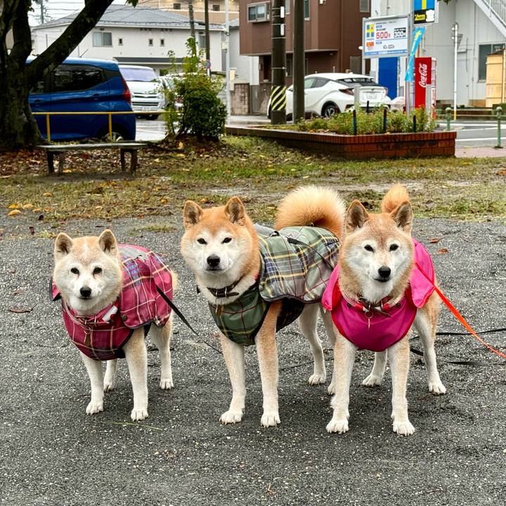 E91de037 bb7a 4930 95f7 b4fa4785f4b0 1759577751519