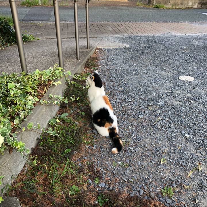 E91f8efe f0f4 4900 ba54 a406cdddee8d 1601504324358