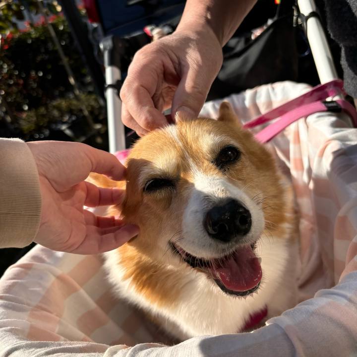 E91fb068 4ecc 472d adf0 a90884bbacc8 1732335760560