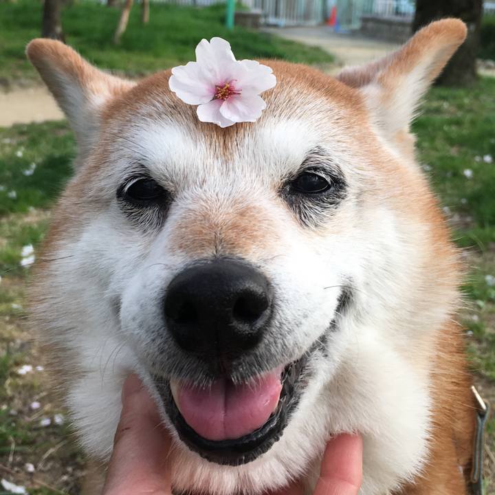 E922c97a 1643 4781 a09f 39e205c5a1d0 1522311781865