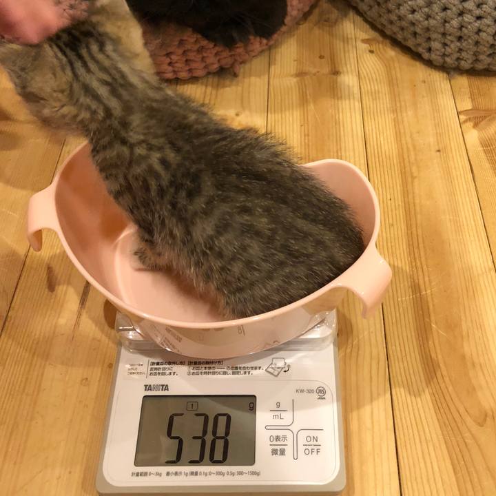 E923cfcd 4ac3 4d1e 99d7 4192dde1a7f4 1540215536030