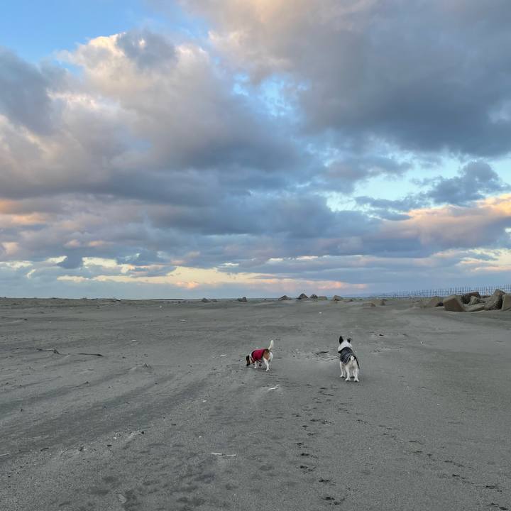 E924acdb e556 43cc a91f 5d243a066689 1734650111650