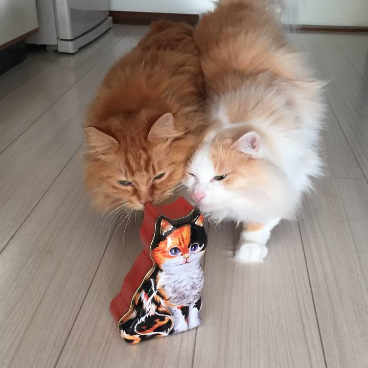 E9265d9f f589 424e 94ab 1be79b735c51 1514496185058