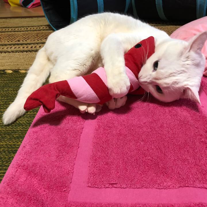 E9273735 d6ed 43b7 b0db 06067e0f477b 1614951951926