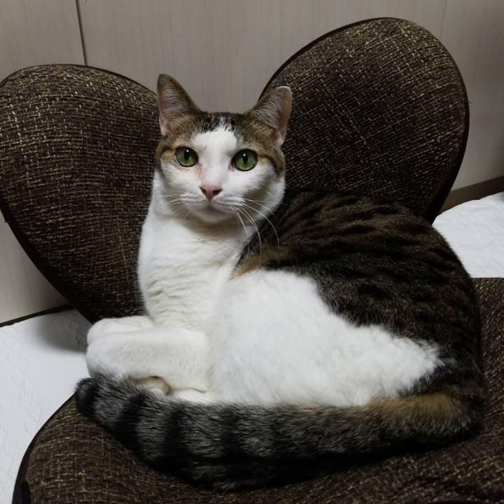 E928c221 8dff 403d a3c3 3c86eede6cf2 1583234892912