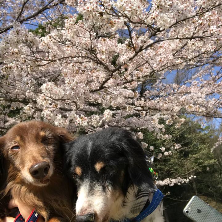 E929a887 02b4 46f0 9435 b73f28db5639 1522547247748