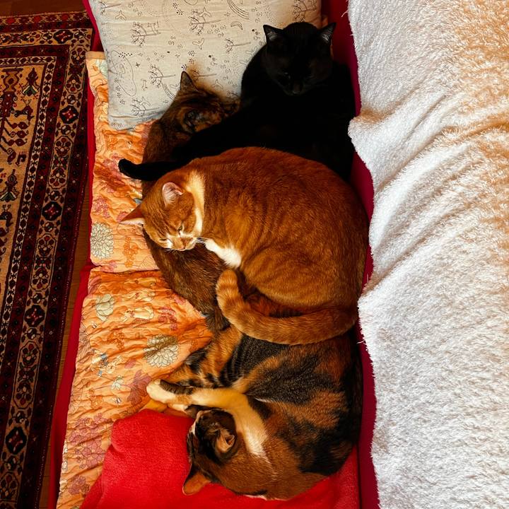 E92c11d6 cff5 4240 b52a e7fa7aa561b9 1730355932040