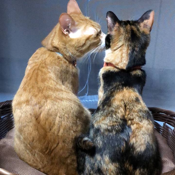 E92d87e7 5960 48f9 b27c b43ff3662c54 1601074286664