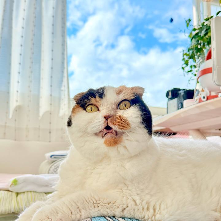 E93230fb dd8d 45c4 8235 c9e3f847b949 1759893795394