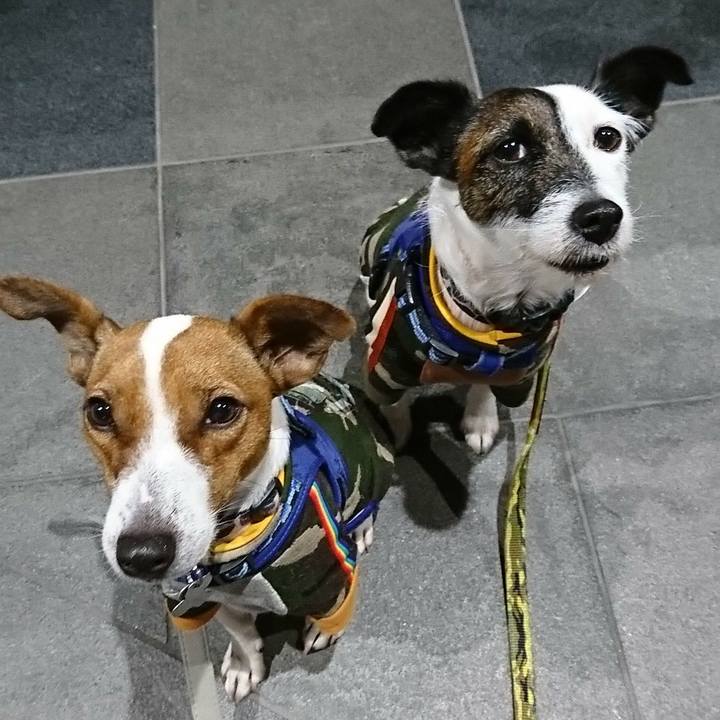 E93432f4 ffdd 4acb 97d4 313bf4055047 1542893771847